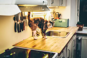 Cat on top of a kitchen counter top