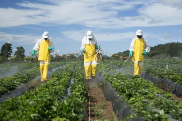 Three people dressed in yellow protective gear walking through a field of green plantations, spraying chemicals on the plants.